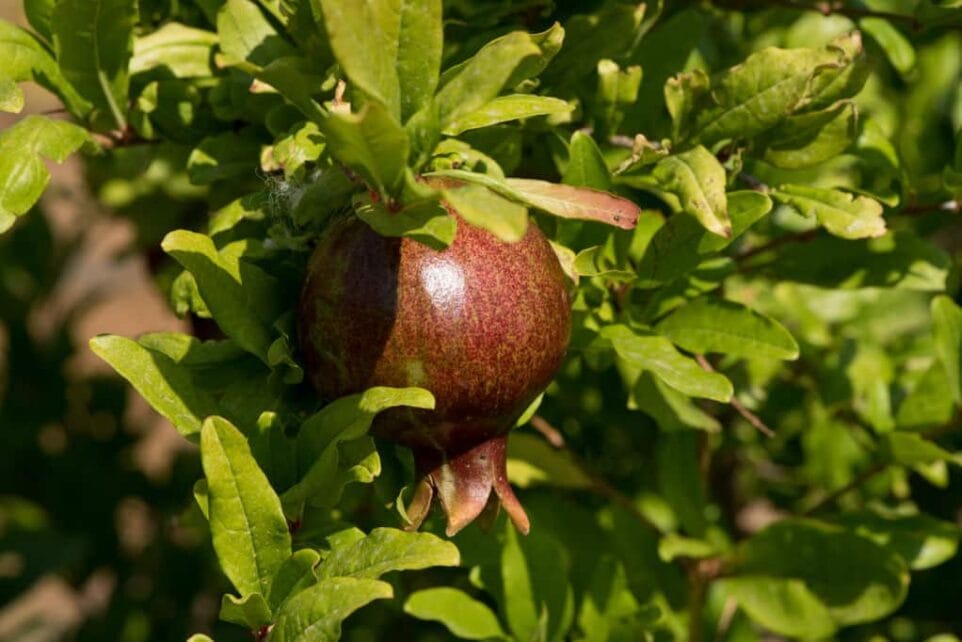 Fair Food bio Granatapfel