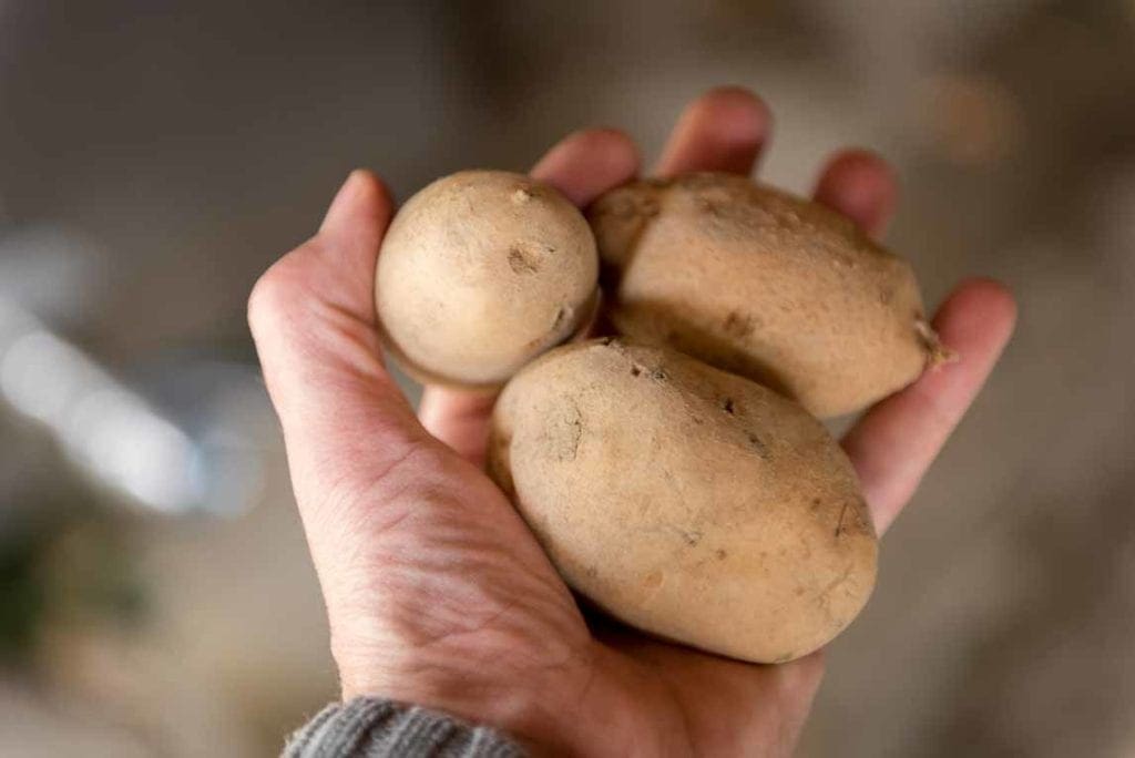 Erntefrische «Agria» Kartoffeln, mehligkochend (2kg) - Crowd Container