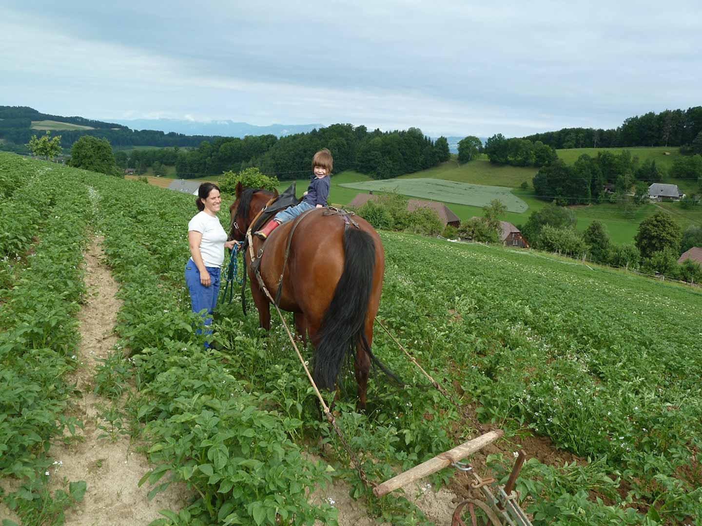 Erntefrische «Désirée» Kartoffeln, vorwiegend festkochend (2kg) - Crowd ...