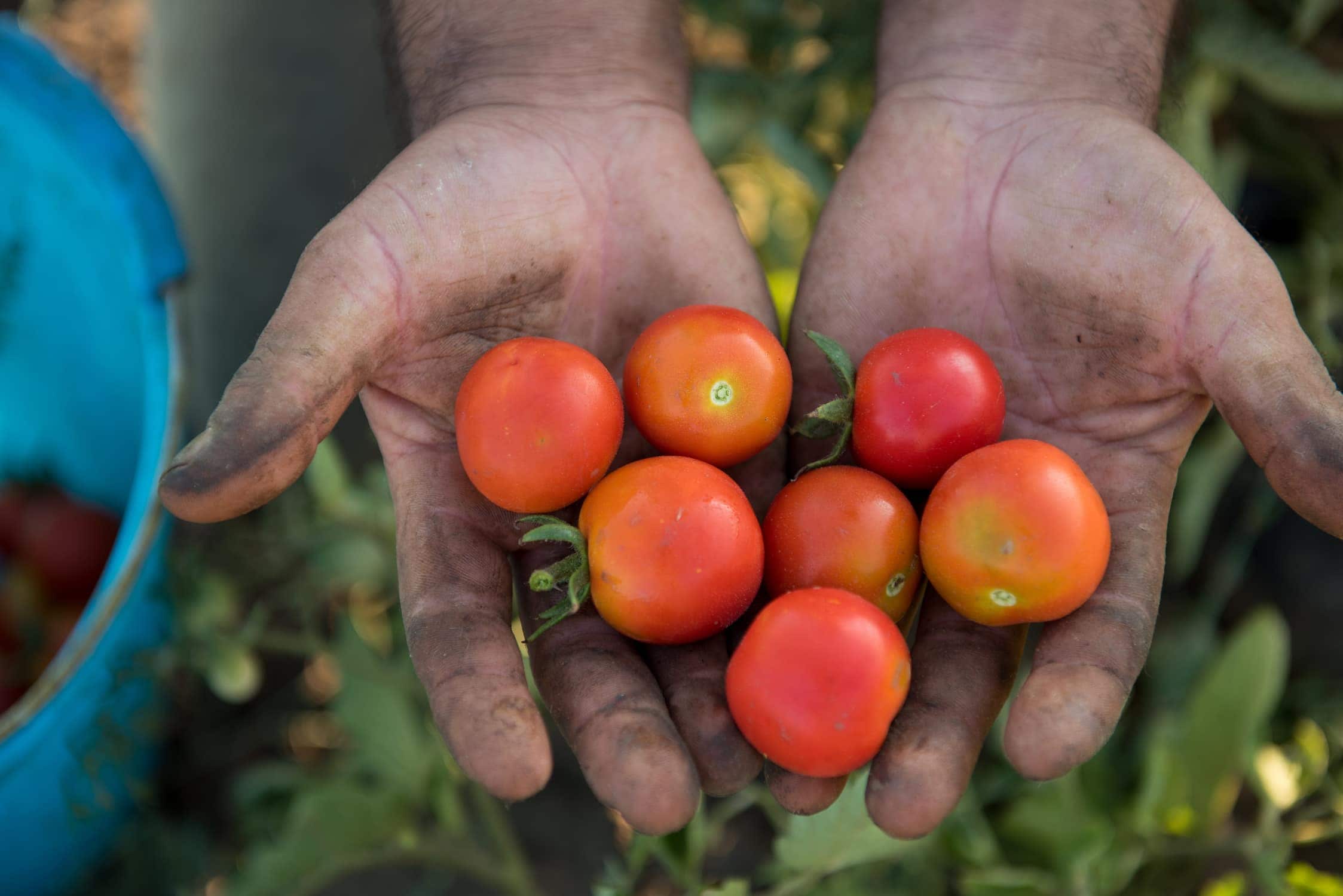 Sugo pronto mit Oliven und Kapern (4x 410ml) – Bild 2