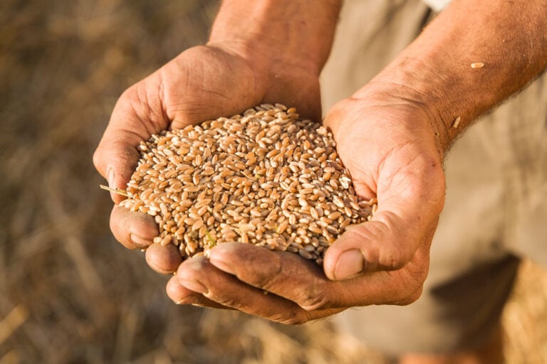 Couscous aus «Timilia» Hartweizen (2x 500g) Crowd Container