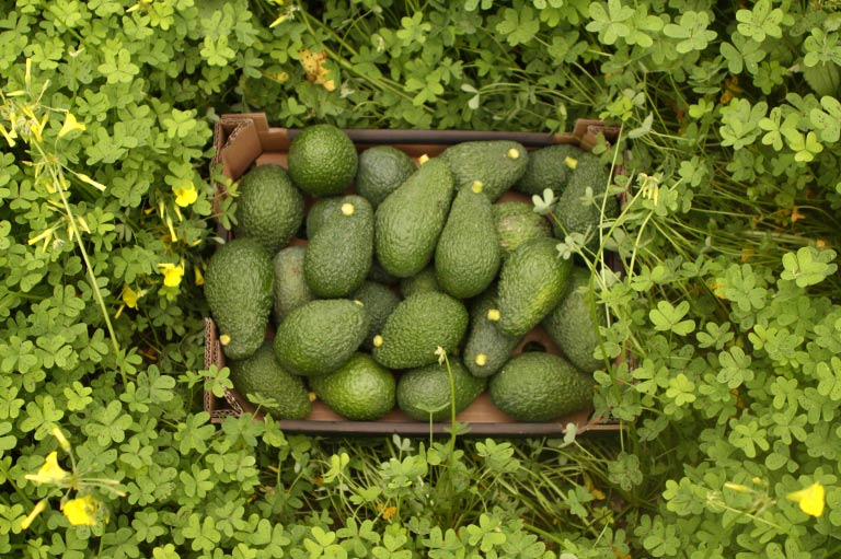 Frische Post -<br>2kg Avocados und 2kg Granatäpfel - Image 7