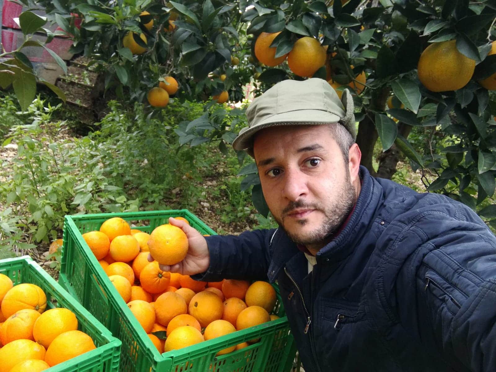 Sizilianische Navelina-Orangen aus biologischem Anbau im Online-Verkauf bei  Canalotto Farm