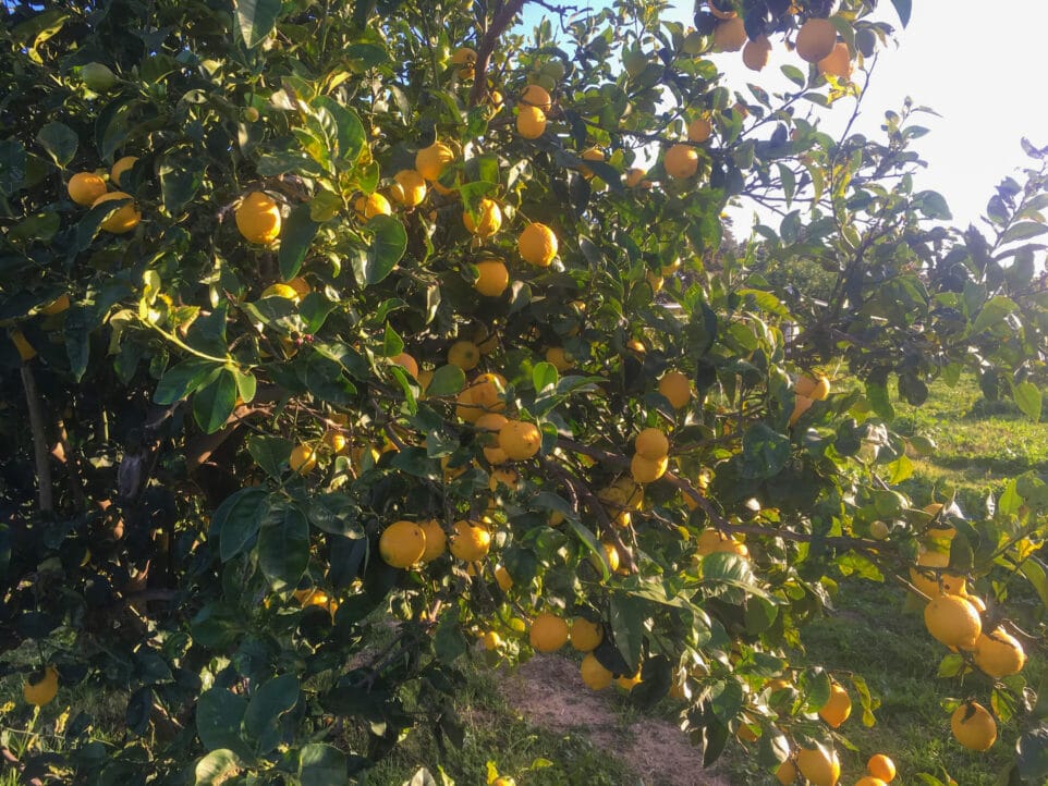 Bio-Zitronen am Baum