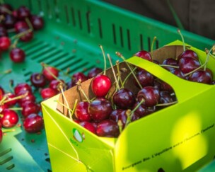 Foto von Wertvolle Hochstammkirschen