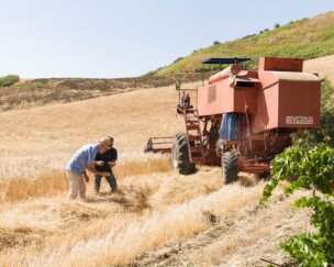 Foto von Timilia Hartweizen: Pasta ohne Pestizide