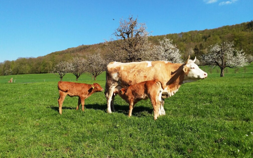 Bio_Mischpaket_Fleisch_Weiderind2