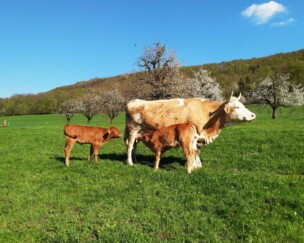 Foto von Was für Fleisch wollen wir essen?