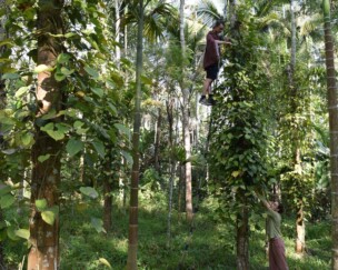Foto von Pfefferproduktion in Wayanad