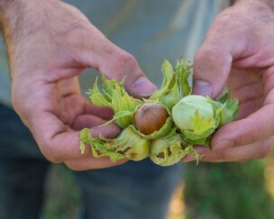 Foto von Mehr Biodiversität und nachhaltige Ernährung dank Schweizer Haselnüssen