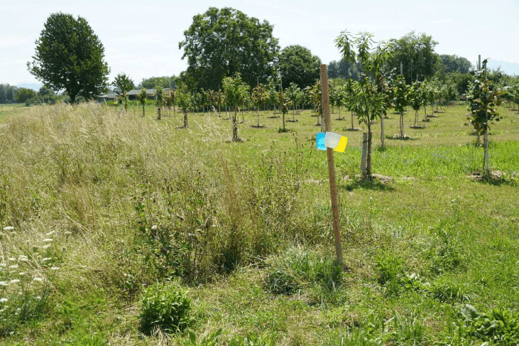 Haselnussprojekt_Becherfallen_Wildbienen-1