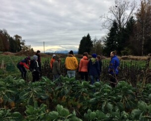 Foto von Yacón ernten mit StadtLandVelo statt mit Traktoren