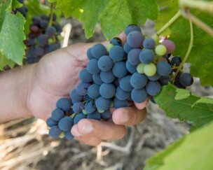 Foto von Naturwein aus Sizilien