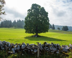 Foto von Killen Kühe das Klima?