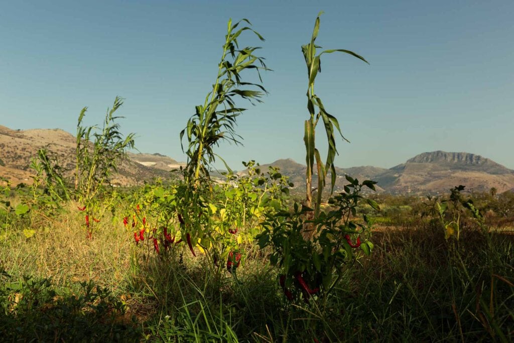 CC_FoodForest_FB_72dpi_IMG-6504-1024x683