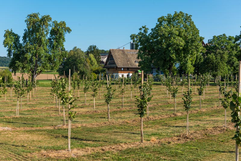 Crowd_Container_Projekt_Haselnuss_Mettmenstetten0014