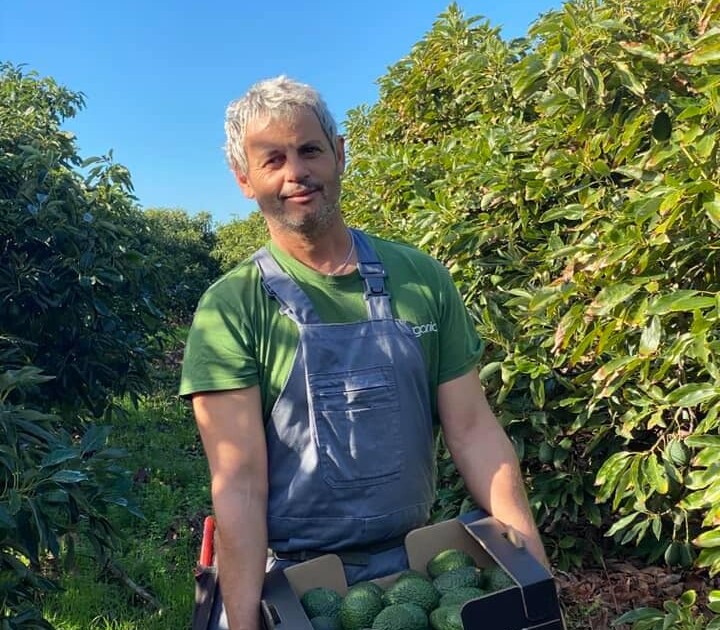 Bio-Avocado-Hass-Frutorganic-Terraylibertad-Spanien-Jesus-Villena