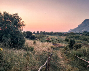 Foto von Gemeinsam gewachsen – Erste Food Forest Produkte sind verfügbar