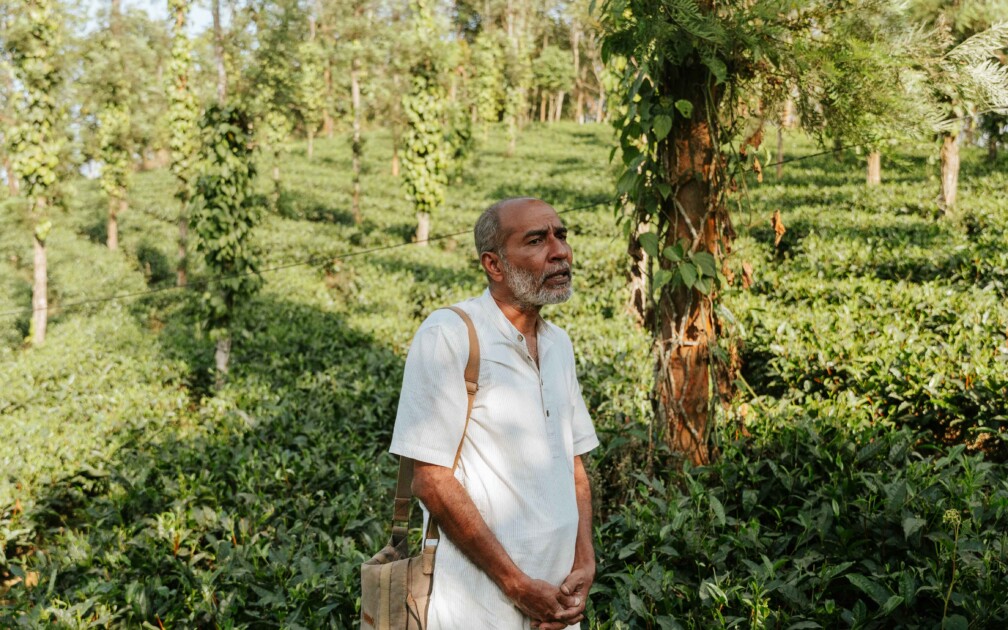wayanad_gruentee