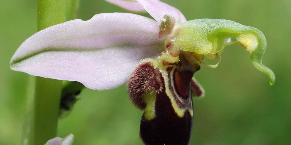 Vin du Jura Bienen Ragwurz Naturwein Martin Buser Ophrys-apifera-à-Montsevelier-01